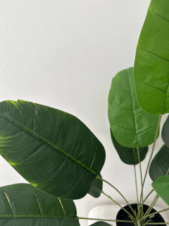 Planta Banano- Nicolai 65 cm en internet
