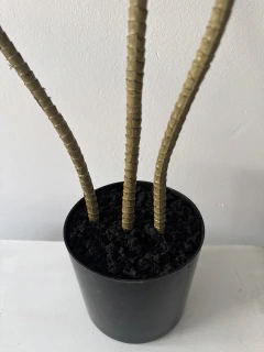 Imagen de Planta de Ti de 90 cm