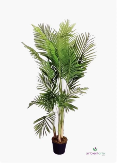 Planta Palmera Areca x3 160 cm en internet