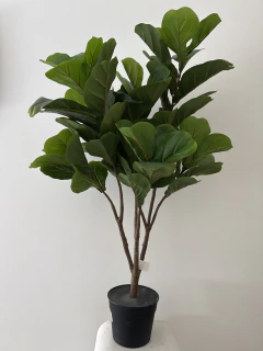 Planta Pandurata de 105 cm en internet