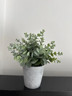Imagen de Maceta con Eucalipto 10x26 cm