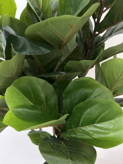 Planta Pandurata de 105 cm