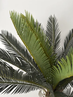 Areca Palmera Tropical 100 cm - tienda online