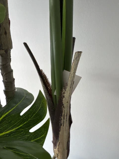 Planta de Monstera o Costilla de Adan 150 cm x 3 Troncos