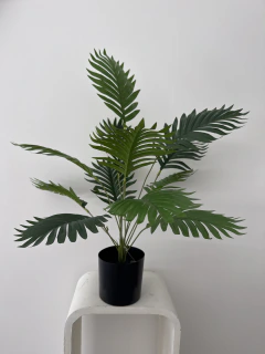 Palmera Areca 60 cm en internet