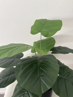 Planta Alocasia 60 cm en internet