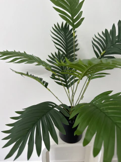 Palmera Areca 60 cm - tienda online