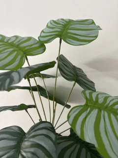 Planta Maranta 65 cm - ambientartedeco