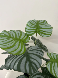 Planta Maranta 65 cm en internet