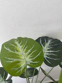 Planta Potus 60 cm en internet