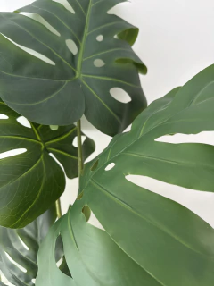 Imagen de Planta Costilla de Adan 130 cm