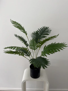 Palmera Areca 60 cm