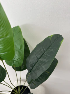 Planta de Banano Nocolai 65 cm en internet