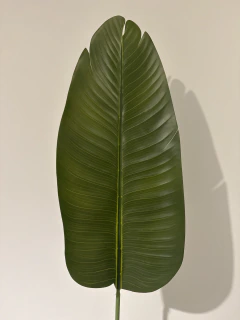 Planta Banano Nicolai de 160 cm - tienda online