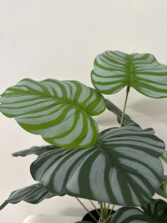 Planta Maranta 65 cm en internet