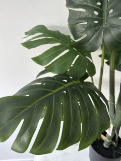 Planta Costilla de Adan 130 cm - tienda online