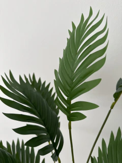 Imagen de Planta Palmera Area 80 cm