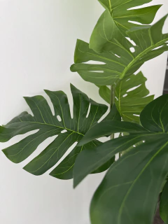 Planta Costilla de Adan de 120 cm - tienda online