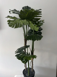 Planta de Monstera o Costilla de Adan 150 cm x 3 Troncos - tienda online