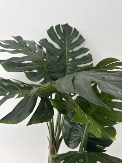 Imagen de Planta de Monstera o Costilla de Adan 150 cm x 3 Troncos