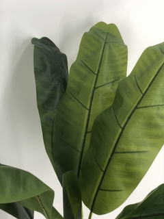 Planta de Banano- Nicolai de 180 cm - tienda online