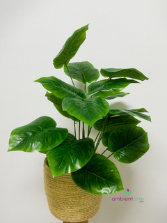Planta Hoa De Elefante- Caladium 60 Cmj en internet