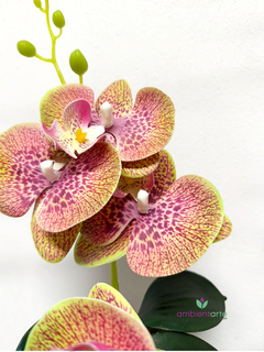 Imagen de Maceta con Orquídea 10x40 cm