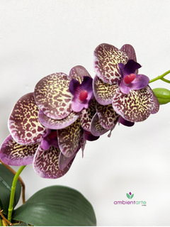 Maceta con Orquídea 10x55 cm en internet