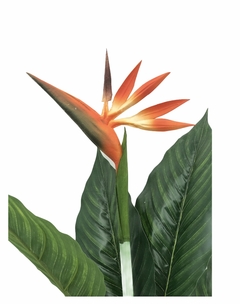 Planta Pico de Pájaro o Sterlizia 110 cm - comprar online