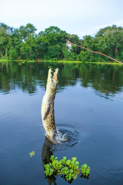EXPEDIÇÃO PANTANAL - 18 DE MAIO - loja online