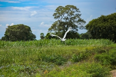 Imagem do EXPEDIÇÃO PANTANAL - 18 DE MAIO
