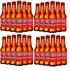 Budweiser porron x 24