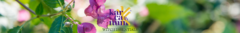Banner de la categoría Terapia Floral 