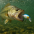 Paquete 5 Cranckbaits BB Matones Lobineros y Para Mar en internet