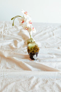 MINI ORQUIDEA - tienda online