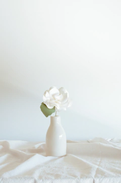 ROSA CARPEDIA - comprar online
