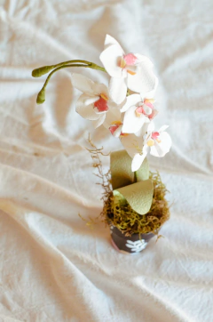 MINI ORQUIDEA - by florecer