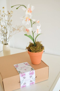 KIT CURSO ORQUIDEA - tienda online