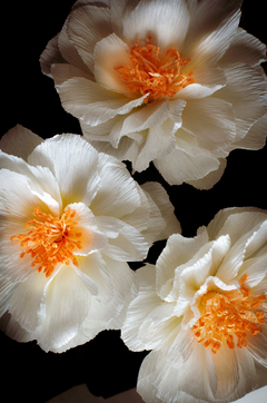 ROSA ICEBERG