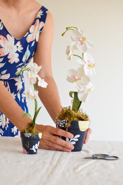 ORQUIDEA