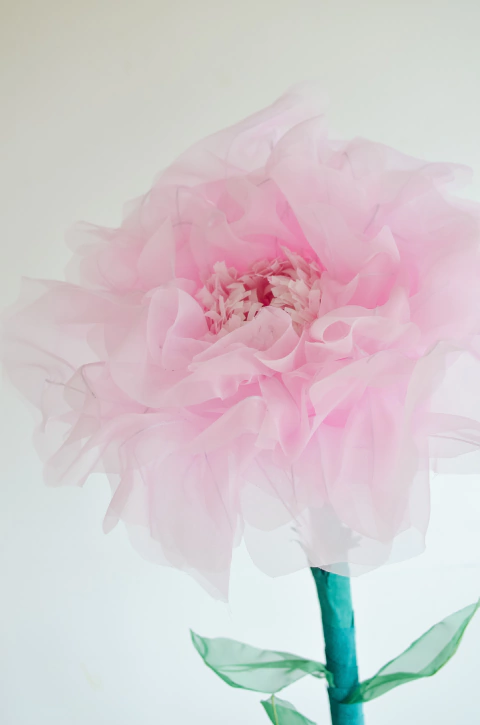 PEONIA GIGANTE ROSA CLARO