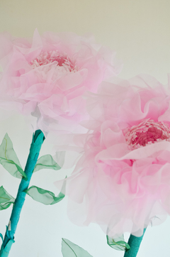 PEONIA GIGANTE ROSA CLARO - by florecer