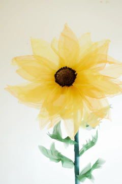 Imagen de GIRASOL GIGANTE