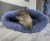 Saco de dormir para pets na internet