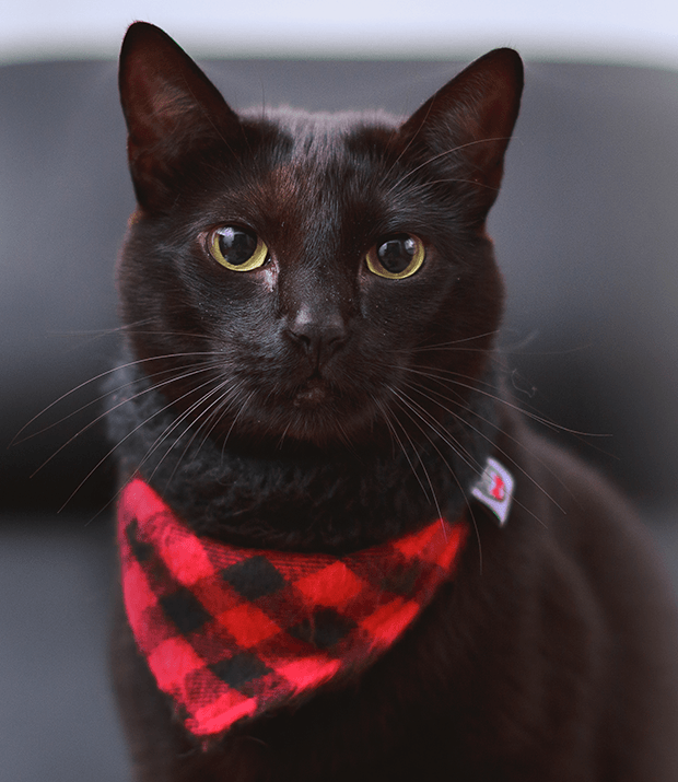 BANDANAS