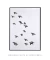 Quadro Decorativo Revoada - loja online