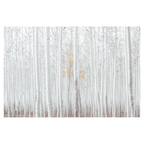 Arboles Blancos (Lámina)