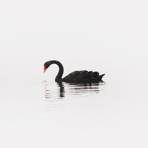 Cisne (Lámina)