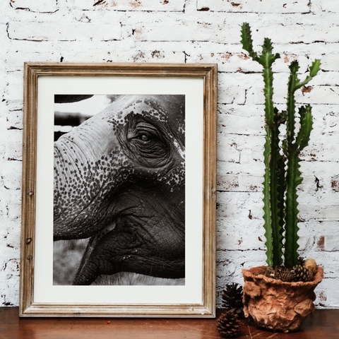 Elefante