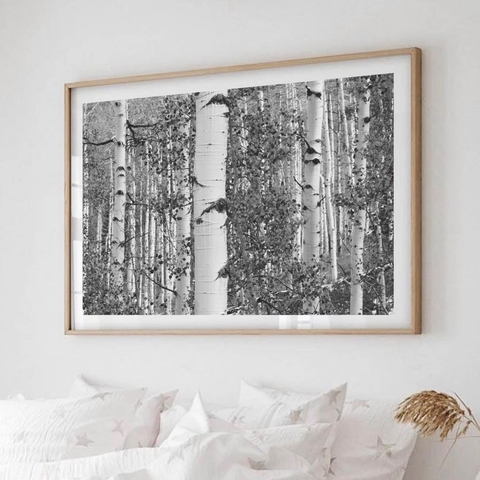 Arboles Blancos B&N